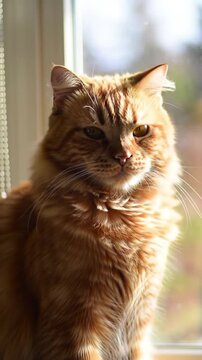 Fluffy ginger cat sitting by a sunny window indoors