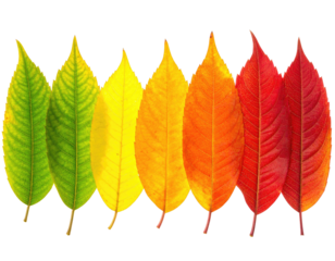 Seven leaves showing color transition from green to red, illustrating the seasons