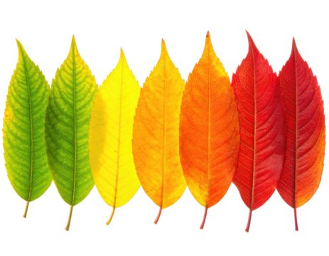 Seven leaves showing color transition from green to red, illustrating the seasons
