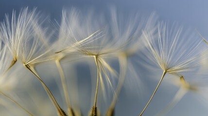 Close-up of dandelion seeds with feathery parachutes against a blurred blue background
