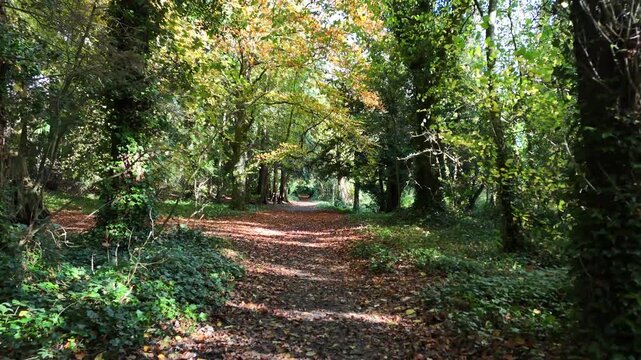 Beautiful 4K drone footage showing a peaceful forest path surrounded by green trees and soft sunlight filtering through the leaves. A calm and natural landscape perfect for projects about nature, rela