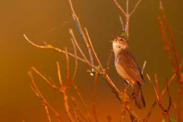 Bird Savi's warbler singing on a reed stalk. Song bird in the nature habitat. Locustella luscinioides spring time sunset in the morning Poland Europe