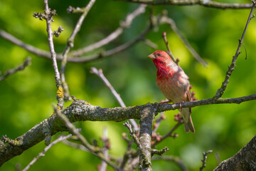 Common Rosefinch Carpodacus erythrinus Bird, small migratory bird in red feathers, male spring time Poland, Europe