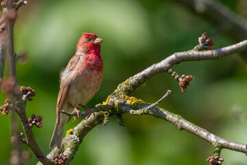 Common Rosefinch Carpodacus erythrinus Bird, small migratory bird in red feathers, male spring time Poland, Europe