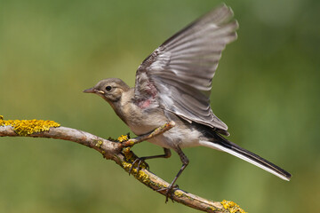 Bird juvenile White wagtail Motacilla alba small bird with long tail on light blurred background, Poland Europe