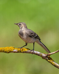 Bird juvenile White wagtail Motacilla alba small bird with long tail on light blurred background, Poland Europe