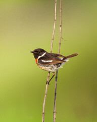 Bird - Stonechat Saxicola rubicola in summer meadow, wildlife Poland Europe