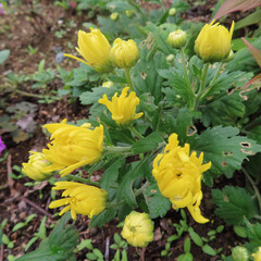 日本で秋にキクがピンクや黄色の花を咲かせています