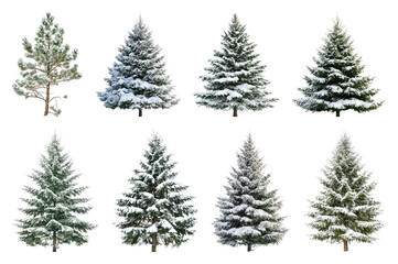Fototapeta premium PNG Snow-covered evergreen trees collection, element set on transparent background