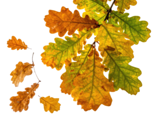 Close-up of autumn oak leaves in shades of orange, yellow, and green, against black background