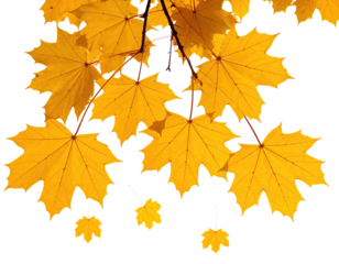 Golden maple leaves against a black background, a classic symbol of autumn beauty