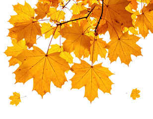 Obraz premium Golden leaves against a dark background, evoking autumnal beauty and change