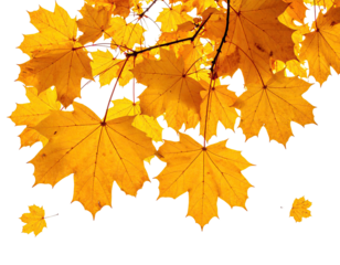 Golden leaves against a dark background, evoking autumnal beauty and change