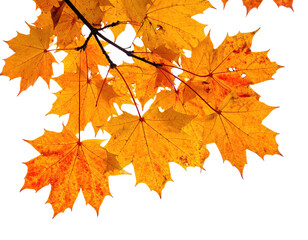 Obraz premium Close-up of vibrant, autumn-hued maple leaves with deep orange and yellow tones against black