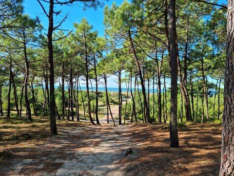 Bois des &Eacute;loux, &icirc;le de Noirmoutier, Vend&eacute;e, France