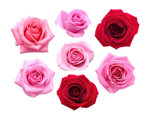 Seven vibrant rose blossoms in varying shades of pink and red on a contrasting black backdrop
