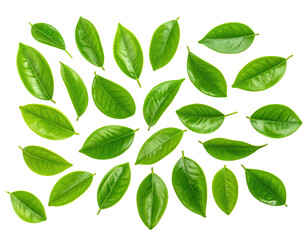 Isolated bright green leaves with yellow outlines against a stark black background