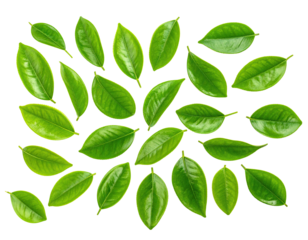 Isolated bright green leaves with yellow outlines against a stark black background