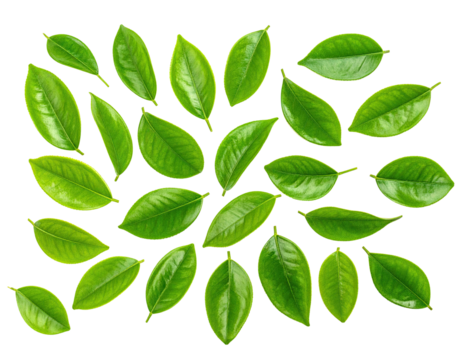Isolated bright green leaves with yellow outlines against a stark black background