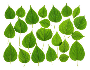 A collection of various, vibrant green leaves arranged against a stark black background