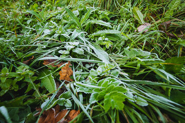 In the early morning, dew clings to lush grass and vibrant plants, creating a picturesque scene that captures the freshness of nature, offering a serene escape into the wonders of our environment