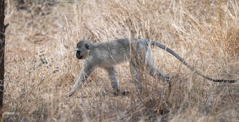Southern green monkey in the bush of Kruger National Park South Africa