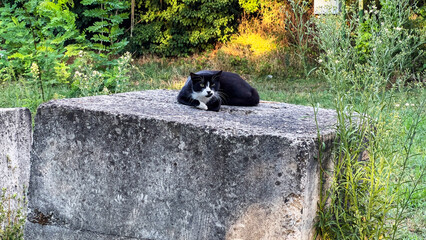A calm black and white cat rests peacefully on a stone surface surrounded by green grass and natural outdoor light.