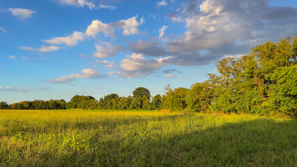A serene country landscape with a golden meadow and a line of green trees on a beautiful summer day.