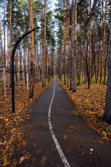Obraz premium challenging and picturesque urban trail nestled within tall pine trees during evening twilight