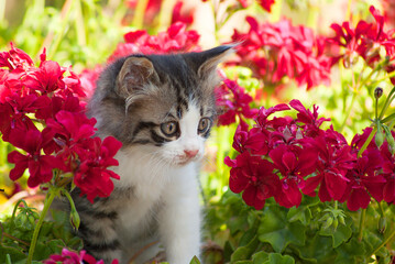 Playful kitten among red geraniums in a sunlit garden
