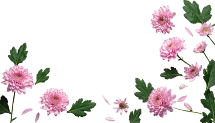Isolated on Transparent Background Flat Lay of Delicate Pink Chrysanthemums and Greenery, Top View Garden Composition
