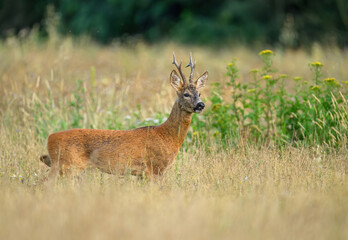 Roe deer male ( Capreolus capreolus )