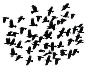 Aerial view of a flock of black birds soaring against a black sky, with wings outstretched