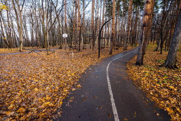 quiet asphalt walkway amidst colorful leaf litter, curved asphalt trail lined with birch trees