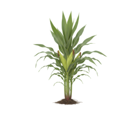 Corn plant set apart on a white backdrop