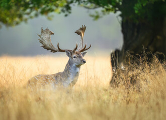 Fallow deer ( Dama dama ) male stag