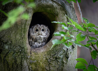 Tawny owl ( Strix aluco ) sitiing in forest