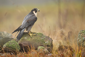 Peregrine Falcon ( Falco peregrinus )  close up