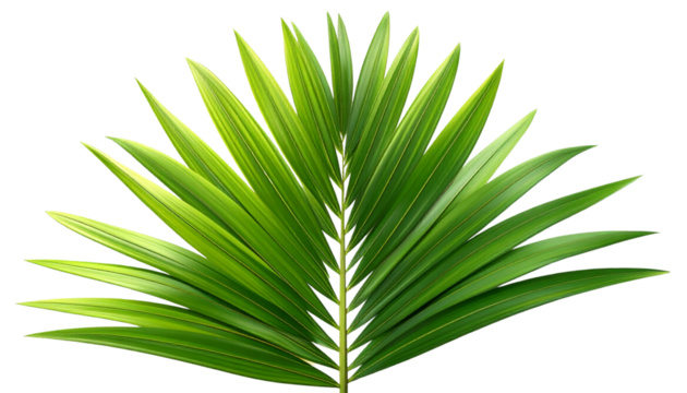 Realistic Palm Tree Leaf with Natural Green Texture, Front View, Isolated