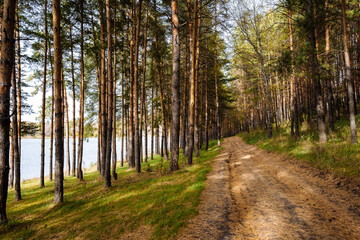 A charming, winding dirt road gracefully meanders through a picturesque pine forest, leading to a serene and beautiful lake, creating a breathtaking and tranquil natural landscape