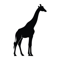 Fototapeta premium Silhouette of a giraffe standing the giraffe is black and the background is white, creating a high contrast image for design purposes