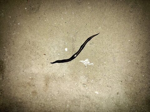 A leech on a damp wall 