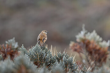 Chestnut-winged Cinclodes perched on páramo vegetation in the high Andes of Ecuador