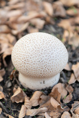 Puffball mushroom in forest nature. Forest mushrooming in nature. Wild nature. Common puffball mushroom. Lycoperdon perlatum. Mushrooming in autumn forest. Mushroom fungus growing outdoor