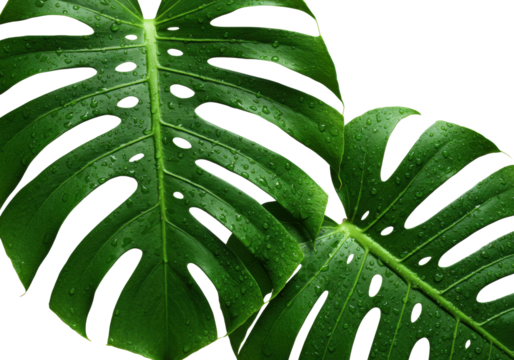 Vibrant emerald Monstera leaves, one ripped revealing intricate cross-section and luminous veins, one intact and dewy, extreme macro on transparent. Concept of nature's complexity