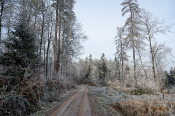 Lonely field path in the forest with hoarfrost on the trees on a cold winter day