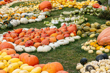 Golden Pumpkins at Bear's Farm, Okanagan, BC Canada