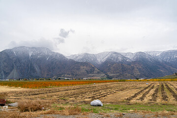 Golden Pumpkins at Bear's Farm, Okanagan, BC Canada