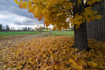 autumn trees in the park