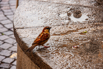 Frecher Spatz auf einem Brunnenrand im Hafen von Ascona in der Schweiz